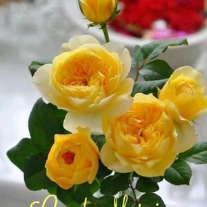 Meet your Posher, Catherine